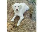 Adopt Piper URGENT a Husky / Collie / Mixed dog in Scottsboro, AL (38240142)
