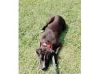 Adopt Tebow URGENT a Labrador Retriever / Terrier (Unknown Type