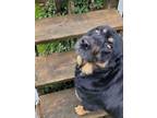 Adopt Bru a Rottweiler, Labrador Retriever