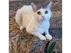 Adopt Tilly a Domestic Shorthair / Mixed cat in Pleasant Hill, CA (38289188)