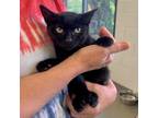 Adopt Ty a Domestic Shorthair / Mixed cat in Rocky Mount, VA (38300417)