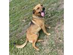 Adopt Finch aka Sebastian a Tan/Yellow/Fawn - with Black Plott Hound / Mixed dog