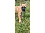 Adopt Cinnamon a Tan/Yellow/Fawn - with Black Shepherd (Unknown Type) / Mixed