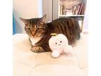 Adopt Peaches a Brown Tabby Domestic Shorthair / Mixed cat in Brooklyn