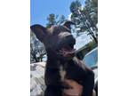 Adopt Ford a Black - with White Border Collie / Blue Heeler / Mixed dog in