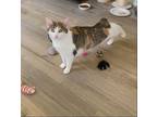 Adopt KiKI a Calico or Dilute Calico Calico / Mixed (short coat) cat in