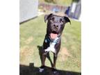 Adopt Thumper a Black - with White Staffordshire Bull Terrier / Mixed dog in Sky