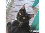 Adopt Cosmo (155) a All Black Domestic Shorthair / Domestic Shorthair / Mixed