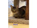 Adopt Wuzzy a Domestic Shorthair / Mixed cat in Camden, SC (38179680)