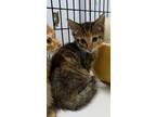Adopt Malarkey a Domestic Shorthair / Mixed cat in Camden, SC (38191358)