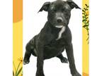 Adopt Tiffany a Black Labrador Retriever / Mixed dog in Casa Grande