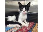 Adopt Orea a All Black Domestic Shorthair / Mixed cat in Leesburg, FL (38297276)