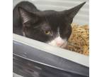 Adopt Armani a All Black Domestic Shorthair / Mixed cat in Leesburg