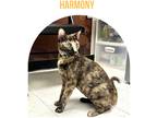 Adopt Harmony a Tortoiseshell Domestic Shorthair (short coat) cat in Orange