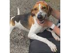 Adopt Raine a Hound (Unknown Type) / Mixed dog in Elmsford, NY (38135625)