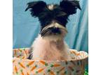 Schnauzer (Miniature) Puppy for sale in Binghamton, NY, USA