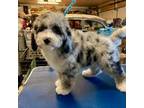 Aussiedoodle Puppy for sale in Victorville, CA, USA