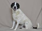 Adopt CHUBBS a White English Pointer / Mixed dog in Oroville, CA (38296910)