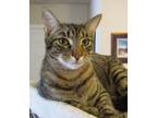 Adopt Pumpernickel a Domestic Shorthair / Mixed (short coat) cat in Leonardtown