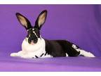 Adopt Velocity aka Valleta a Other/Unknown / Mixed (short coat) rabbit in Scotts