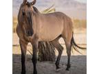 Adopt Winnie a Quarterhorse / Mixed horse in Las Vegas, NV (35625687)