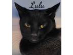 Adopt Lulu a Domestic Shorthair / Mixed (short coat) cat in Naugatuck