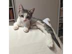 Adopt NY Kitten: Hudson a White Domestic Shorthair / Mixed cat in Washington