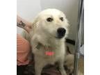 Adopt Rex a White - with Tan, Yellow or Fawn Great Pyrenees / Husky / Mixed dog