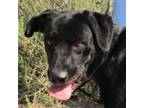 Adopt Ace a Black Mixed Breed (Medium) / Mixed dog in Las Cruces, NM (38177260)