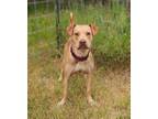 Adopt Beauty a Labrador Retriever / Pit Bull Terrier / Mixed dog in new london