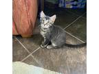 Adopt Carsen a Gray or Blue Domestic Longhair / Mixed cat in Foley