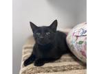 Adopt Vivian a All Black Domestic Shorthair / Mixed cat in Albert Lea