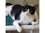 Adopt Daisy a Domestic Shorthair / Mixed cat in Hamilton, GA (38266974)