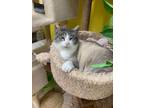 Adopt Cashew a Domestic Short Hair