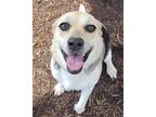 Adopt Lorraine a Beagle / Hound (Unknown Type) / Mixed dog in Greeneville