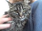 Adopt Bathsheba a Brown Tabby Domestic Longhair (long coat) cat in Millerton