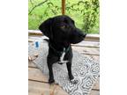 Adopt Cosmo a Black - with White Labrador Retriever / Pit Bull Terrier / Mixed