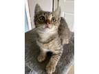 Adopt Arya a Brown Tabby Domestic Shorthair (short coat) cat in Patterson