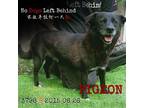 Adopt Pigeon 3798 a Black Border Collie / Mixed Breed (Medium) / Mixed dog in