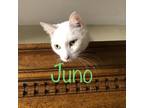 Adopt Juno (Kitty) a White Domestic Shorthair / Mixed cat in Brawley
