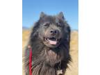 Adopt Smokey a Black Chow Chow / Mixed dog in Marina del Rey, CA (32091893)