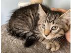Adopt Alfie a Brown Tabby Domestic Mediumhair (medium coat) cat in Dayton