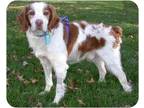 Adopt Brittany Dogs - Rescue groups a Red/Golden/Orange/Chestnut - with White
