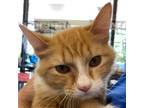 Adopt Eleanor a Orange or Red (Mostly) Manx (medium coat) cat in Fairborn