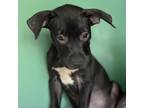 Adopt Phil a Black Mixed Breed (Medium) / Mixed dog in St. Thomas, VI (38311906)