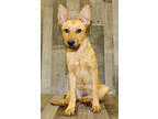 Adopt Santita K75 6/6/23 a Brown/Chocolate Shepherd (Unknown Type) / Mixed dog