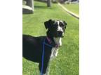 Adopt Misty a Black - with White Border Collie / Mixed dog in Bakersfield