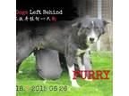 Adopt Furry 6018 a Black Border Collie / Mixed Breed (Medium) / Mixed dog in