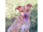 Adopt Buster a Tan/Yellow/Fawn Labrador Retriever / Staffordshire Bull Terrier /