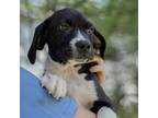Adopt Lime a Black Labrador Retriever / Mixed Breed (Medium) / Mixed dog in